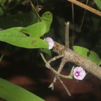 Ipomoea eriocarpa R.Br.